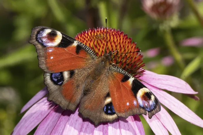 Framed Print : Peacock butterfly (Aglais io)
