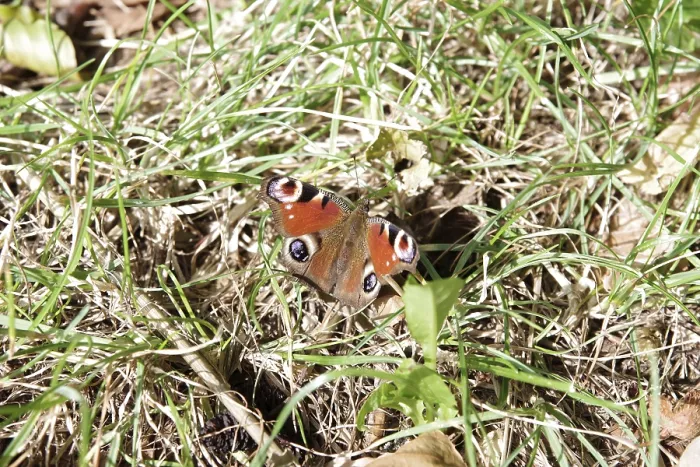 Framed Print : Peacock butterfly (Aglais io), butterfly