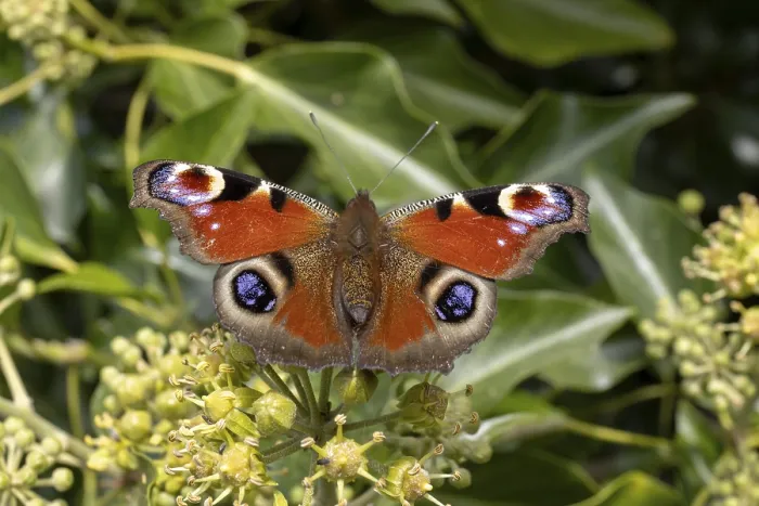 Framed Print : Peacock butterfly (Aglais io) on flower