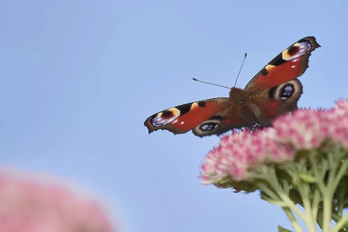 Framed Print : Peacock butterfly (Aglais io) searches for nectar in the flowers of the stonecrop (Hylotelephium) Framed Print : Peacock butterfly (Aglais io) searches for nectar in the flowers of the stonecrop (Hylotelephium)