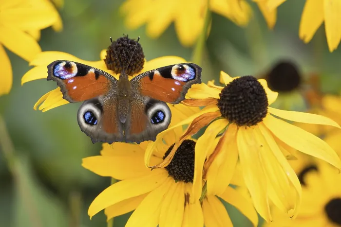 Framed Print : A peacock butterfly (Aglais io) sitting on a yellow flower Framed Print : A peacock butterfly (Aglais io) sitting on a yellow flower