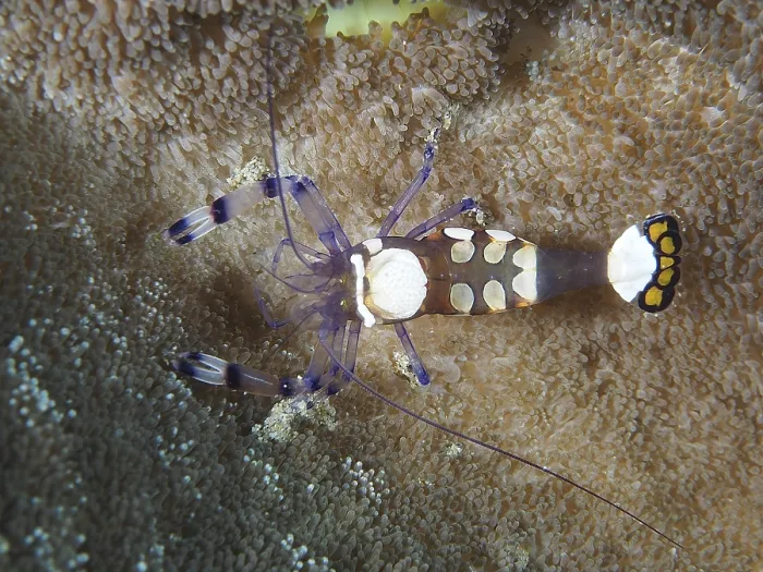 Framed Print : Peacock-eyed anemone shrimp (Ancylocaris brevicarpalis)