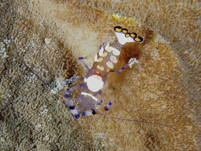 Framed Print : Peacock-eyed anemone shrimp (Ancylocaris brevicarpalis)