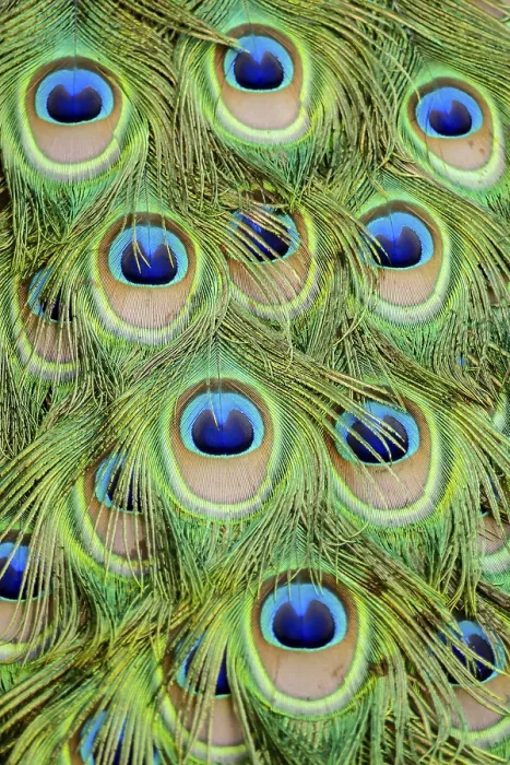 Framed Print : Peacock feather on black background Framed Print : Peacock feather on black background