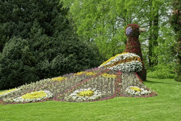 Framed Print : Peacock, flower sculpture, Mainau Island