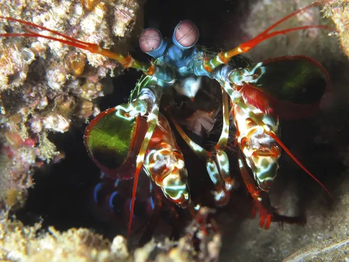 Framed Print : Peacock mantis shrimp (Odontodactylus scyllarus)