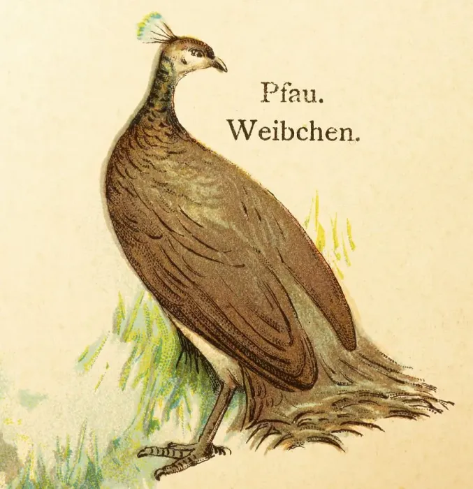 Framed Print : Peacock (Pavo pictus) female, grass