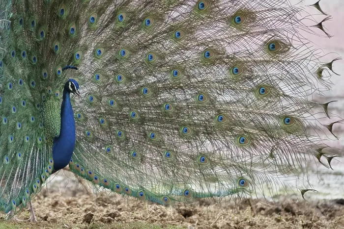 Framed Print : Peacock, Ranthambore National Park, India Framed Print : Peacock, Ranthambore National Park, India