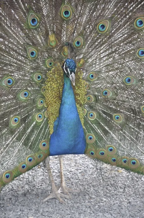 Framed Print : Peacock, rooster, wheel, wheel beating Framed Print : Peacock, rooster, wheel, wheel beating