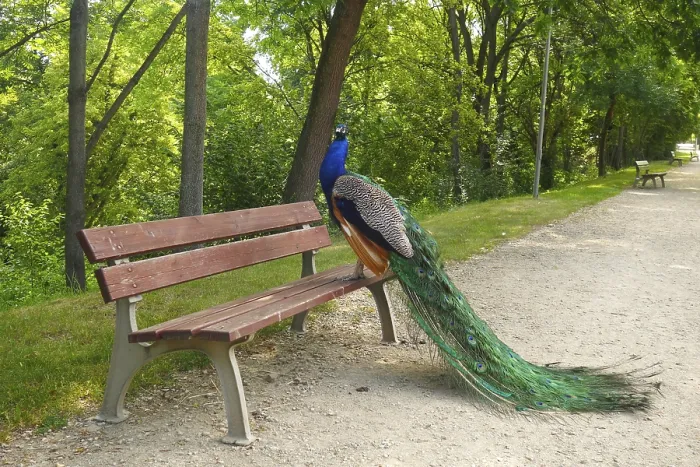 Framed Print : A peacock with vibrant feathers perches on a park bench in a lush Framed Print : A peacock with vibrant feathers perches on a park bench in a lush