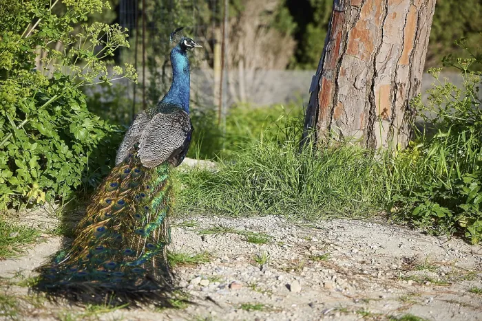 Framed Print : Peafowl (pavo) sitting on the grassy ground