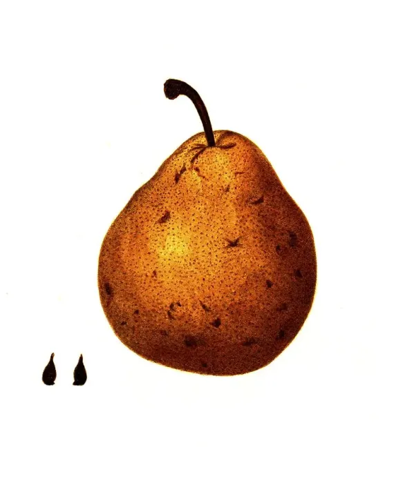 Framed Print : Pear of the Columbia variety digitally restored reproduction of an original from the 19th century