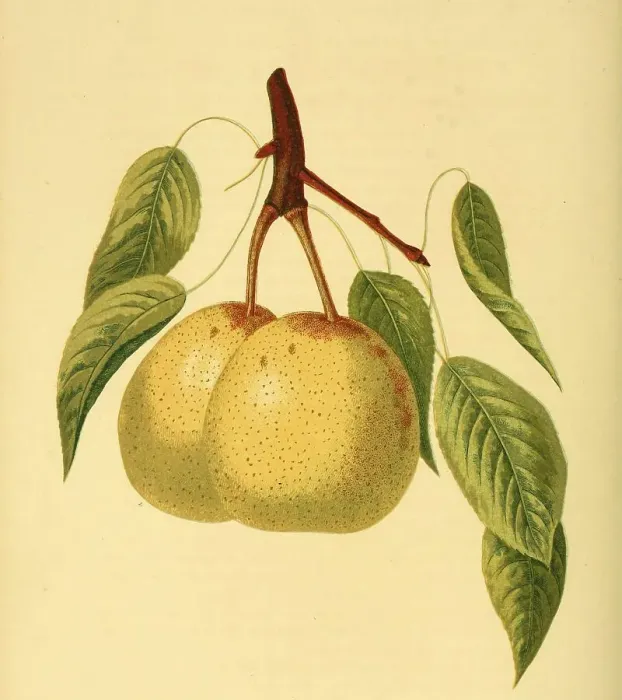Framed Print : Pear of the Dearborns seedling variety