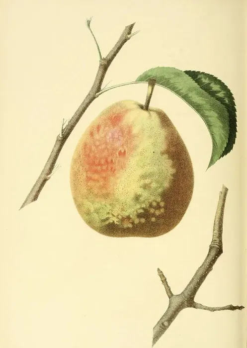 Framed Print : Pear of the Flemish Beauty Pear variety