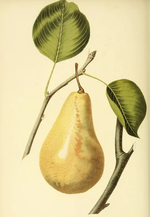 Framed Print : Pear of the LeCure Pear variety Framed Print : Pear of the LeCure Pear variety