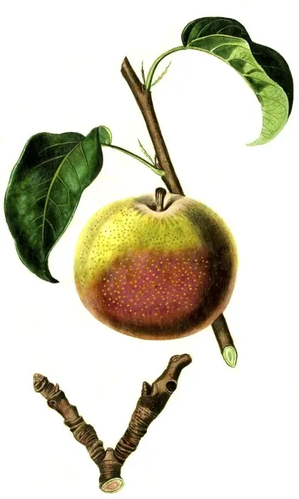 Framed Print : Pear, pear variety, the autumn bergamot pear