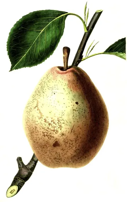 Framed Print : Pear, pear variety, the Beurre Diel Pear