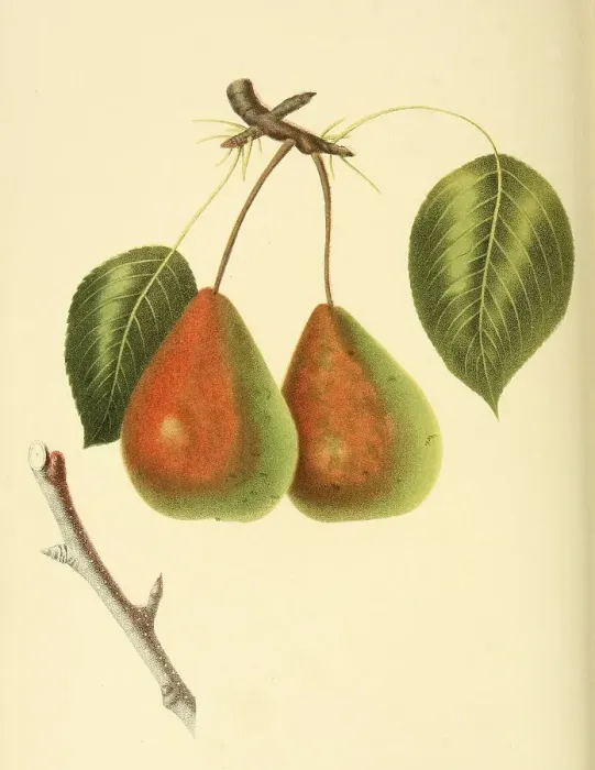 Framed Print : Pear of the Rostiezer Pear variety Framed Print : Pear of the Rostiezer Pear variety