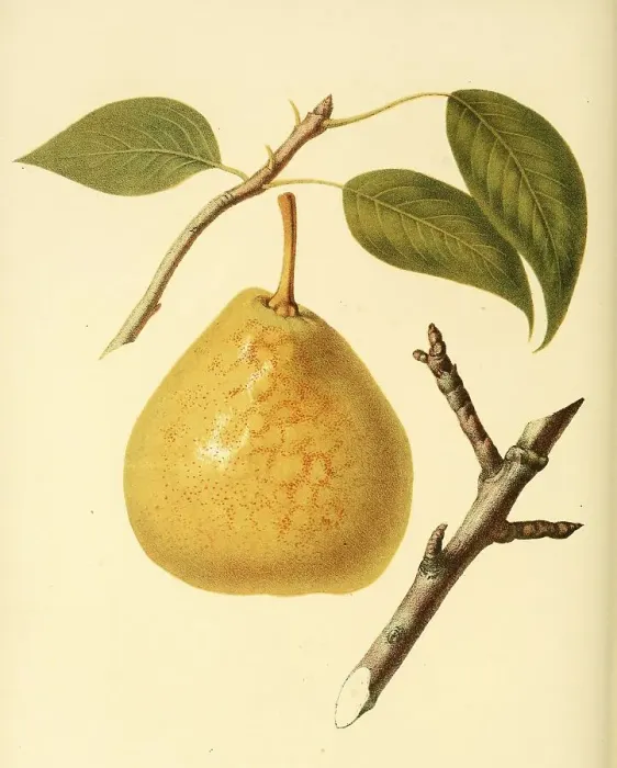 Framed Print : Pear of the Saint Andre Pear variety Framed Print : Pear of the Saint Andre Pear variety