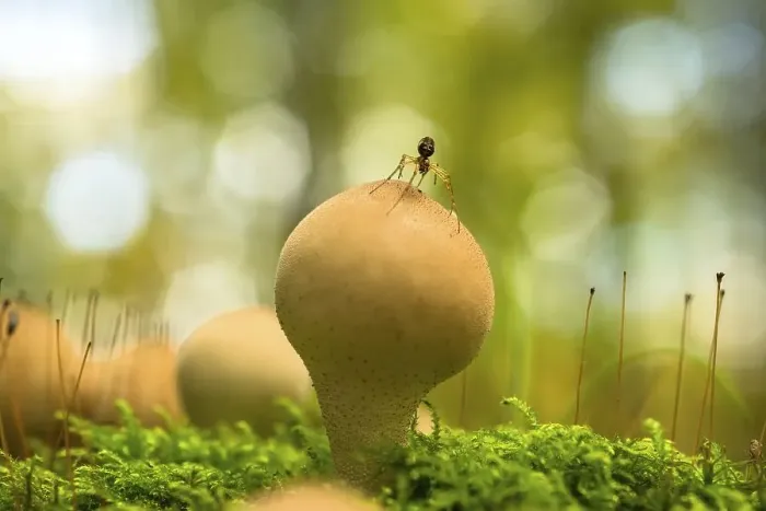 Framed Print : Pear-shaped puffball (Lycoperdon pyriforme)