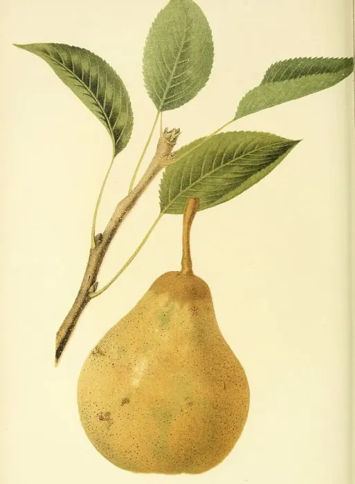 Framed Print : Pear of the St. Michael Archangel Pear variety