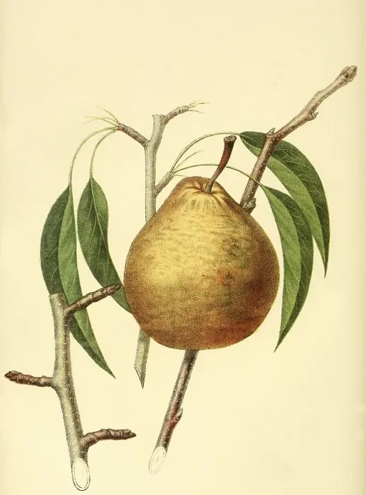Framed Print : Pear of the Winter Nelis Pear variety Framed Print : Pear of the Winter Nelis Pear variety
