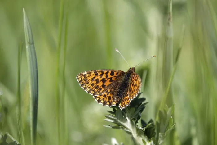 Framed Print : Pearl-bordered moth in a meadow in spring, Germany Framed Print : Pearl-bordered moth in a meadow in spring, Germany
