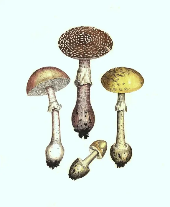 Framed Print : Pearl mushroom (Amanita rubescens) Framed Print : Pearl mushroom (Amanita rubescens)