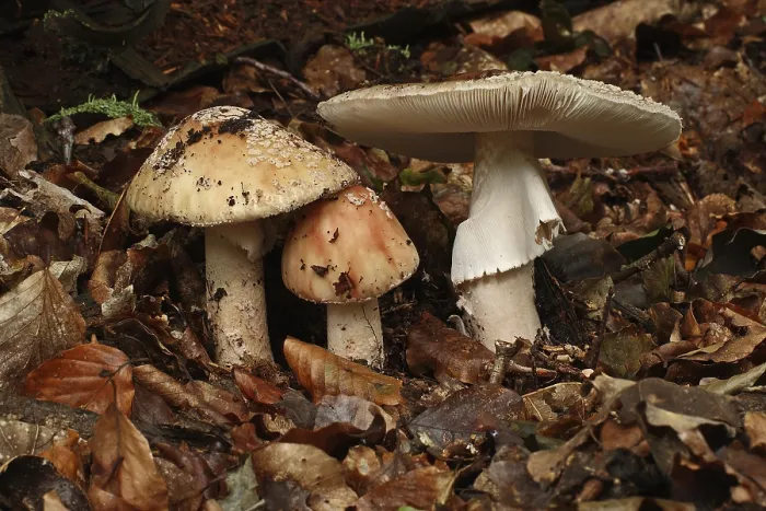 Framed Print : Pearl mushroom (Amanita rubescens)