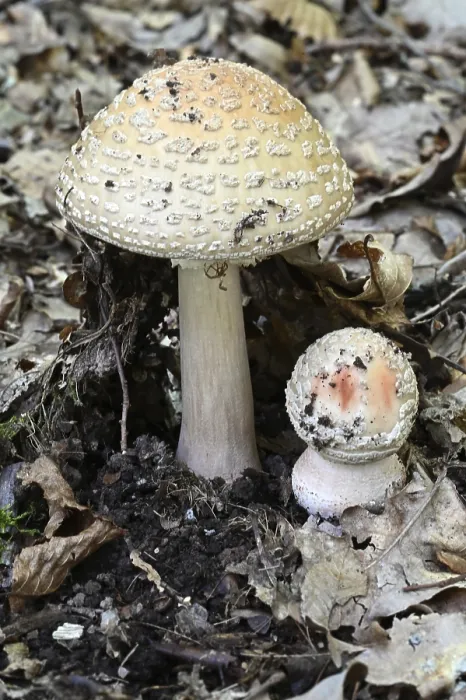 Framed Print : Pearl mushroom (Amanita rubescens)