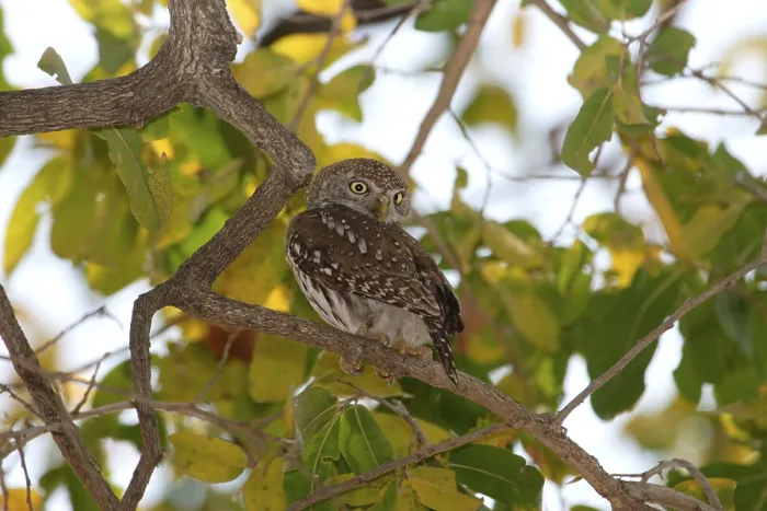 Framed Print : Pearl-spotted owlet (Glaucidium perlatum)
