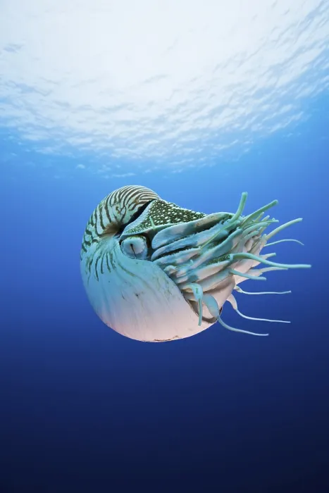 Framed Print : Pearly nautilus (Nautilus pompilius)