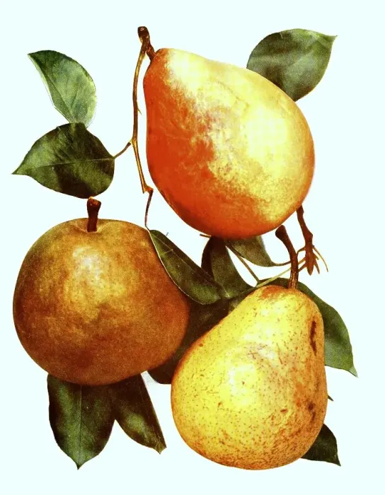 Framed Print : Pears of the variety: 1. Clapps Favorite