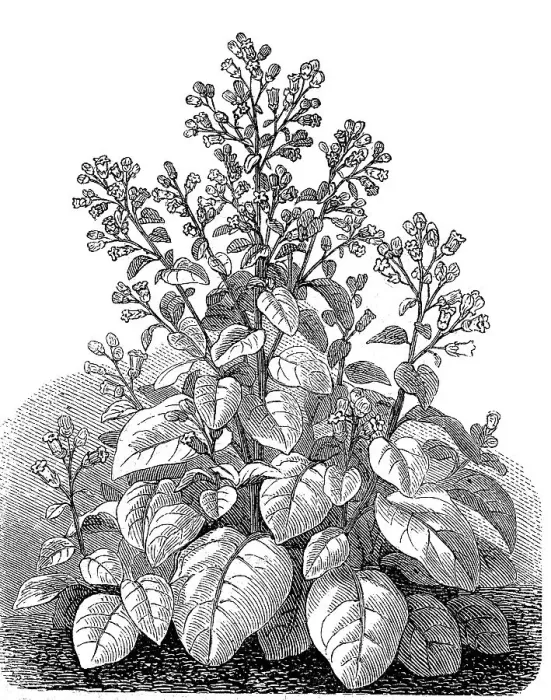 Framed Print : Peasant tobacco plant (Nicotiana) rustica Framed Print : Peasant tobacco plant (Nicotiana) rustica