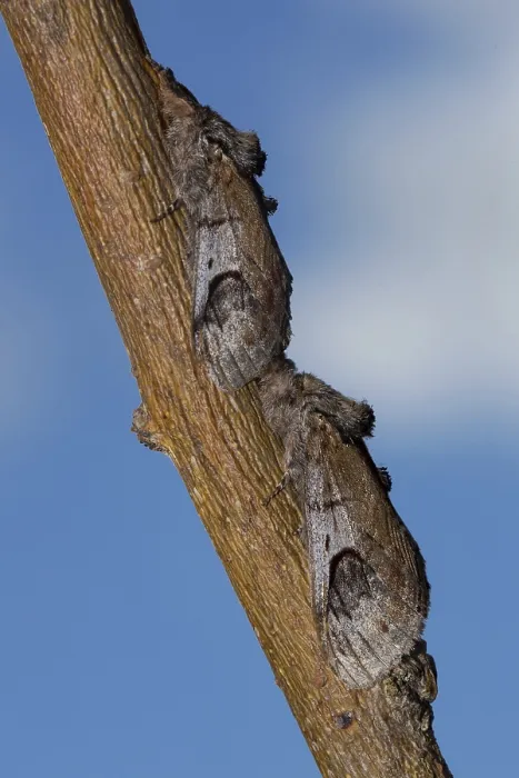 Framed Print : Pebble Prominent Moth (Notodonta ziczac)