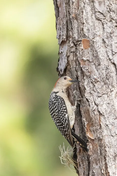 Framed Print : Pecking red bellied woodpecker Melanerpes carolinus on a pine tree