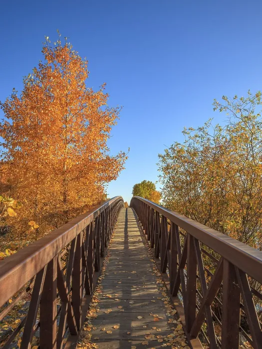 Framed Print : A pedestrian walkway leads past deciduous tress in beautiful autumn colors