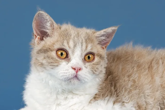 Framed Print : Pedigree cat Selkirk Rex, kitten