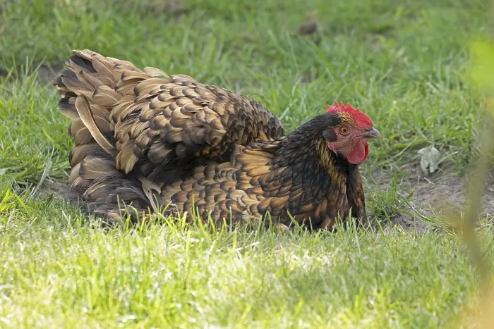 Framed Print : Pedigree chicken, Orpington hen