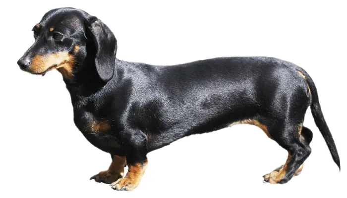 Framed Print : Pedigree dachshund dog over white background Framed Print : Pedigree dachshund dog over white background