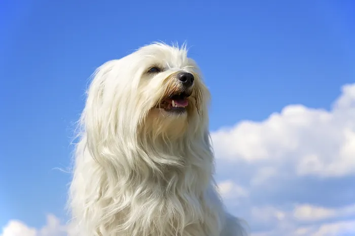 Framed Print : Pedigree dog, Havanese sits proudly in front of a blue sky with a few clouds in the background