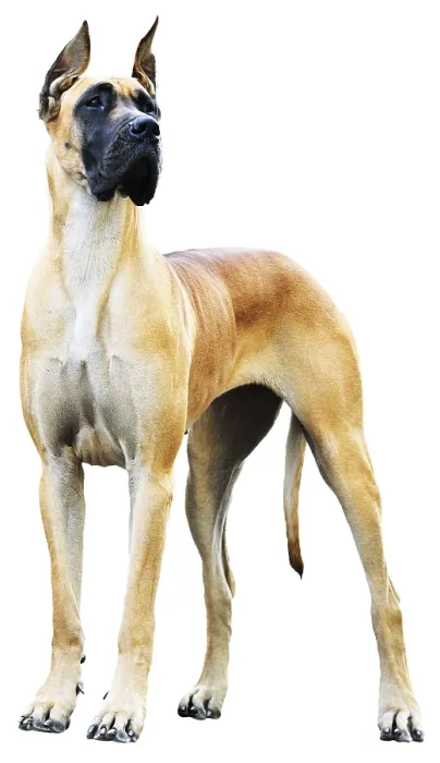 Framed Print : Pedigree Great Dane Dog over the white background Framed Print : Pedigree Great Dane Dog over the white background