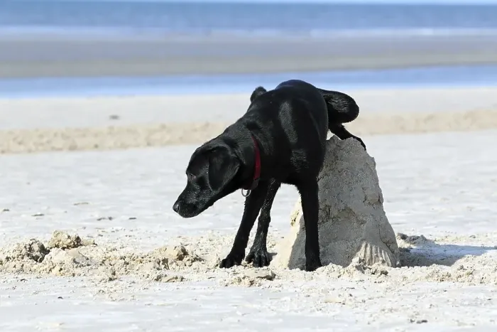 Framed Print : Peeing young black Labrador Retriever dog (Canis lupus familiaris) at the beach Framed Print : Peeing young black Labrador Retriever dog (Canis lupus familiaris) at the beach