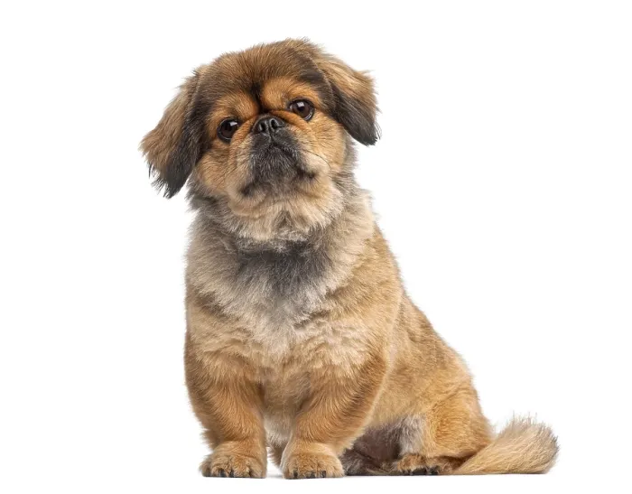 Framed Print : Pekingese puppy sitting and looking up on a white seamless background Framed Print : Pekingese puppy sitting and looking up on a white seamless background