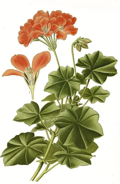 Framed Print : Pelargonium lateripes, Pelargonium