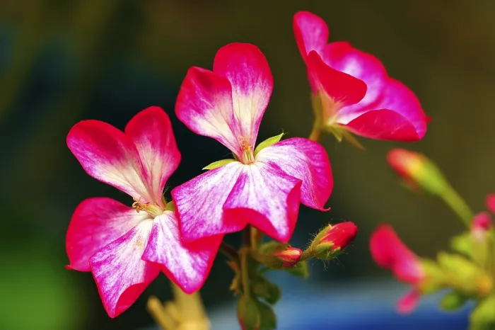 Framed Print : Pelargonium x hortorum in craignano at himachal pradesh