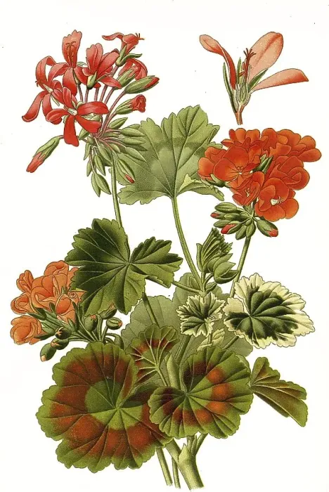 Framed Print : Pelargonium zonale hybrids, Pelargonium