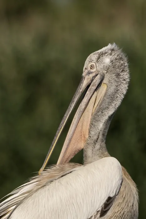 Framed Print : Pelecanus crispus, danube delta, romania