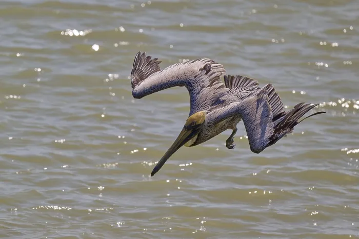 Framed Print : Pelican diving steeply over the water