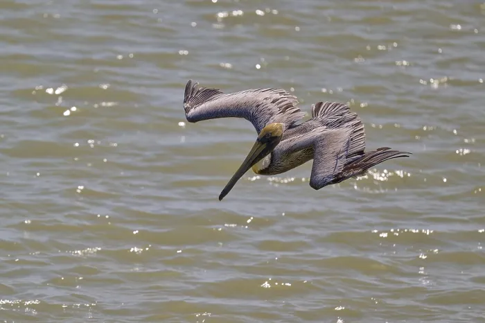 Framed Print : Pelican in dynamic diving flight over the water surface